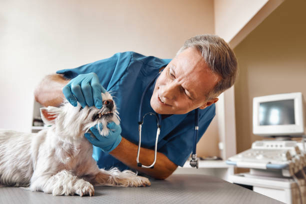 Best Emergency Dental Care for Broken or Chipped Teeth in Fort Morgan, CO